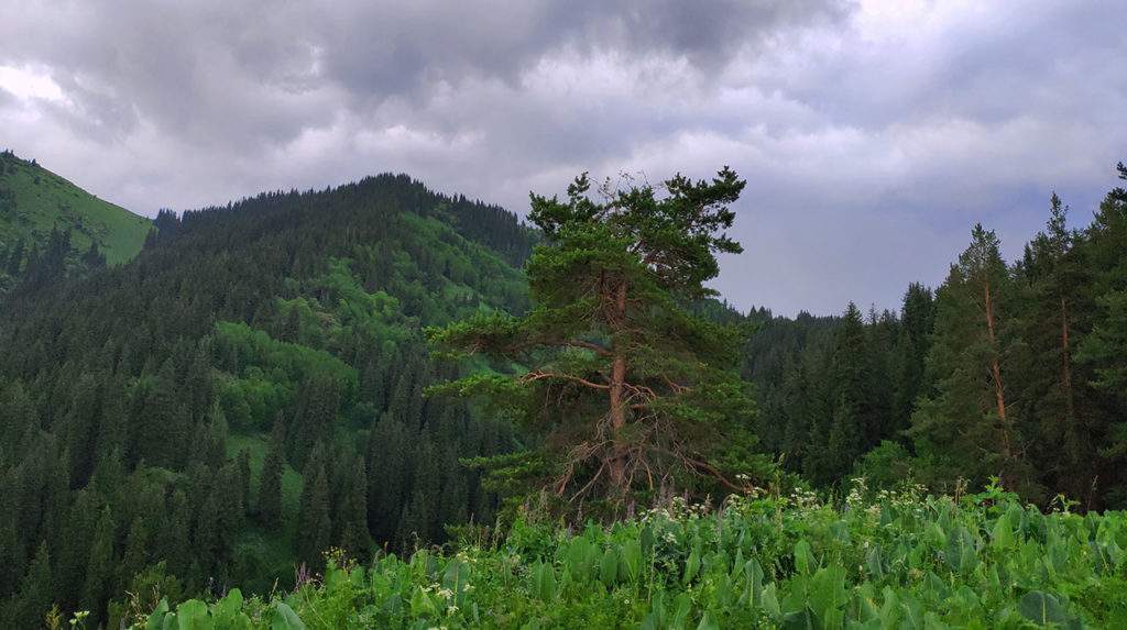 Гора Смотровая